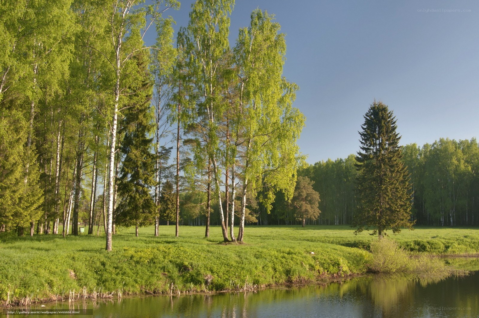 Forest by a pond on a sunny day