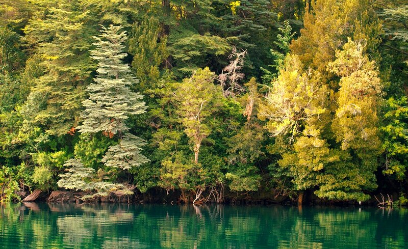 Forest by Lake Shore — Green