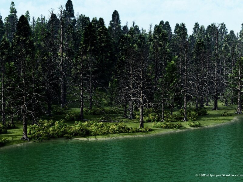 Forest by Lake Shore
