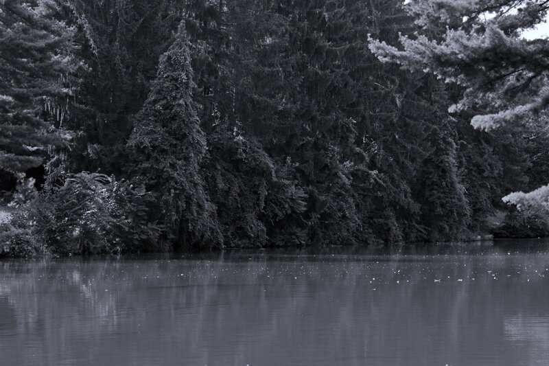 Forest by Lake