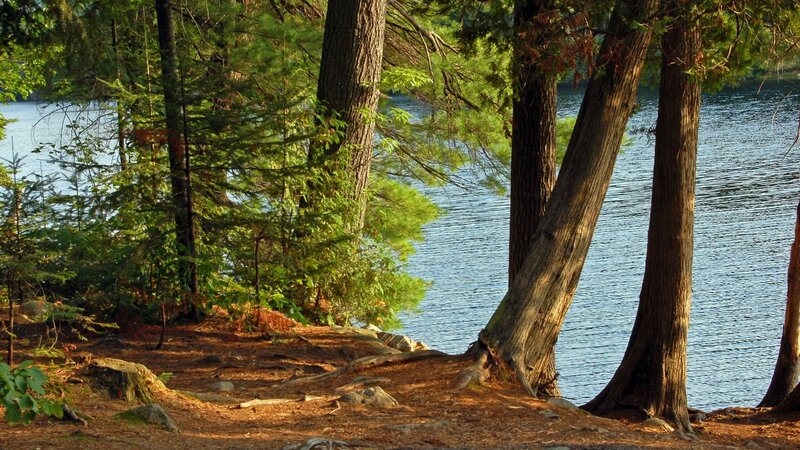 Forest by the lake