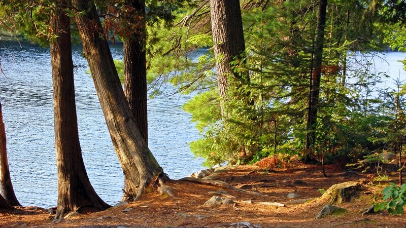 Forest by the lake