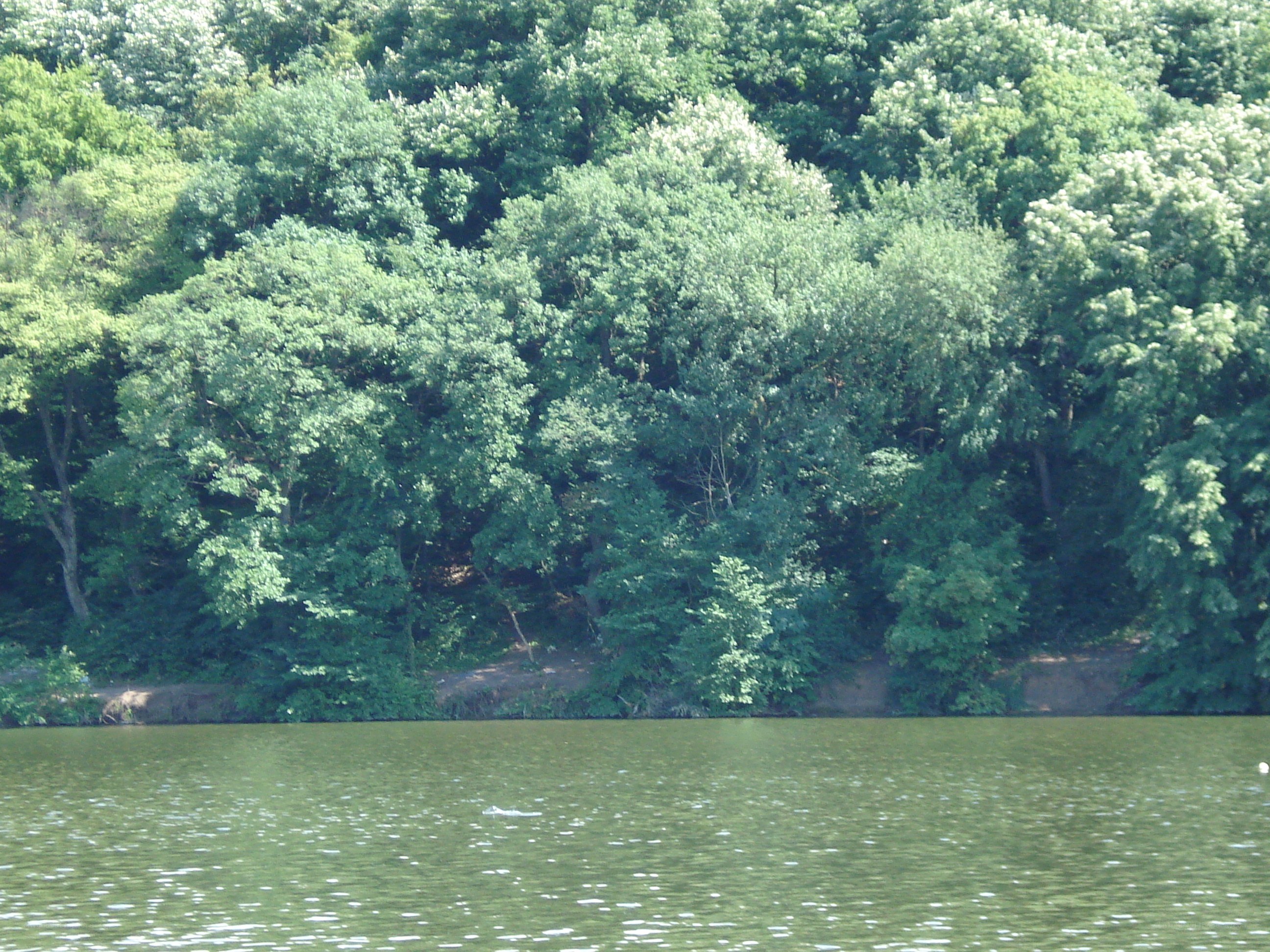forest by the lake