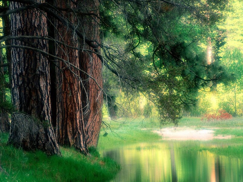 Forest by the lake