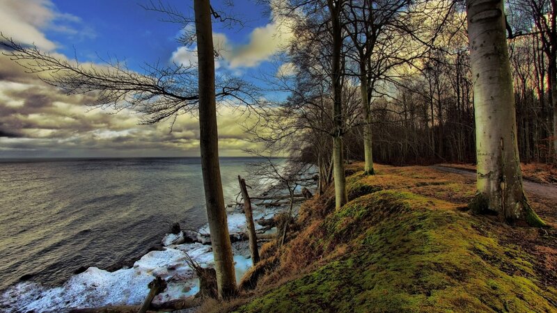 Forest by the Sea