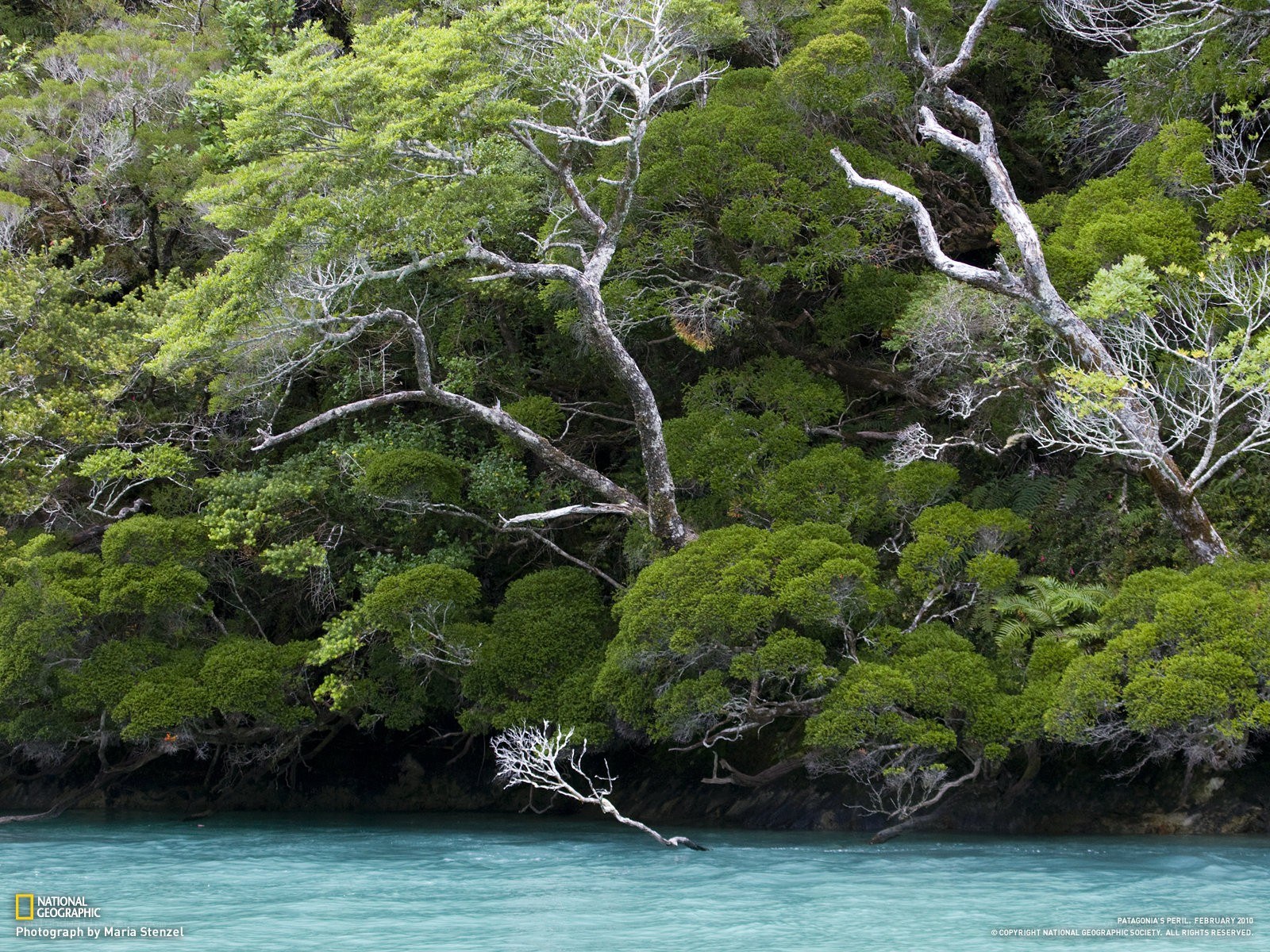 Forest by the water