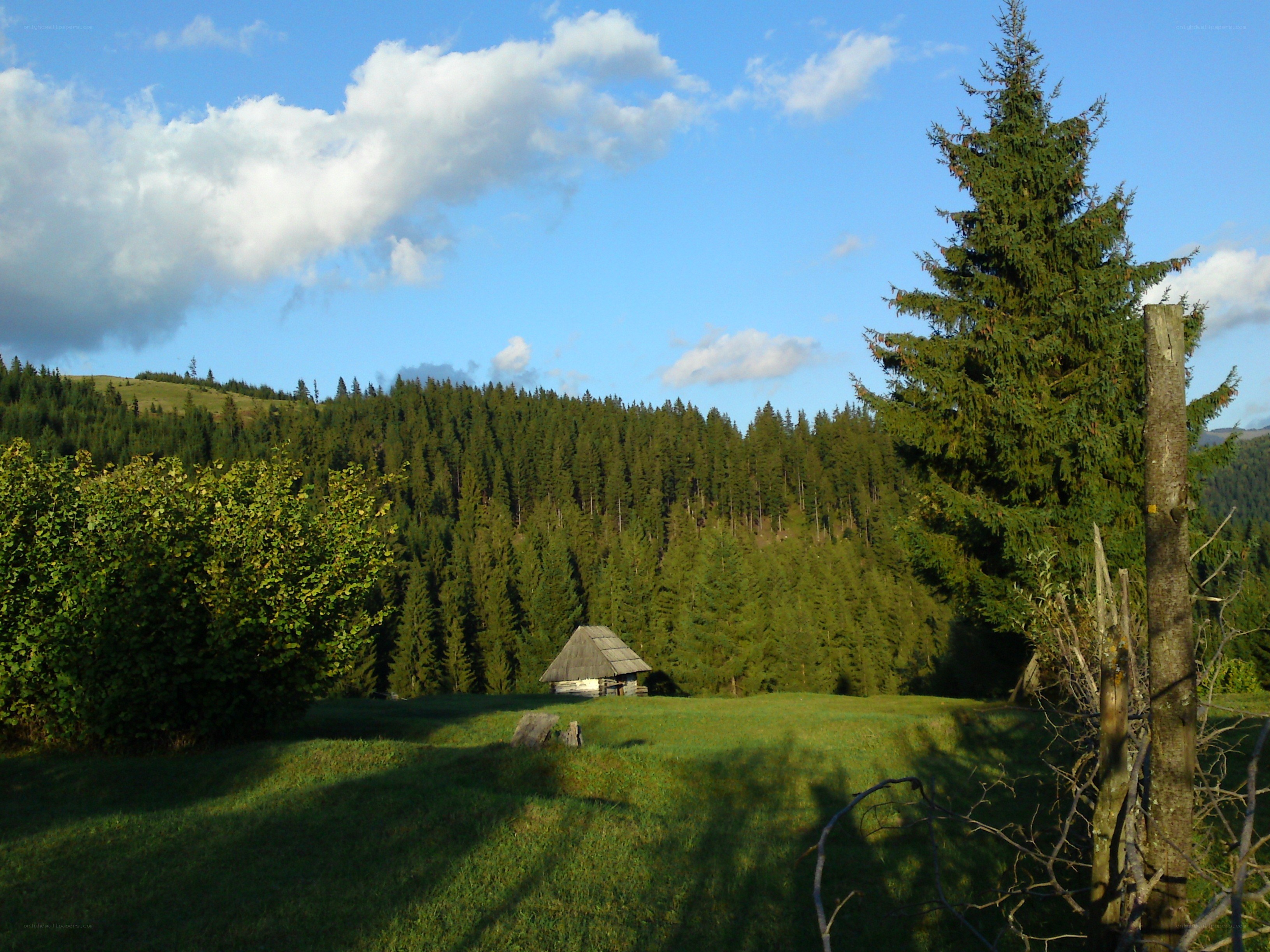 Forest cabin in a mountain valley