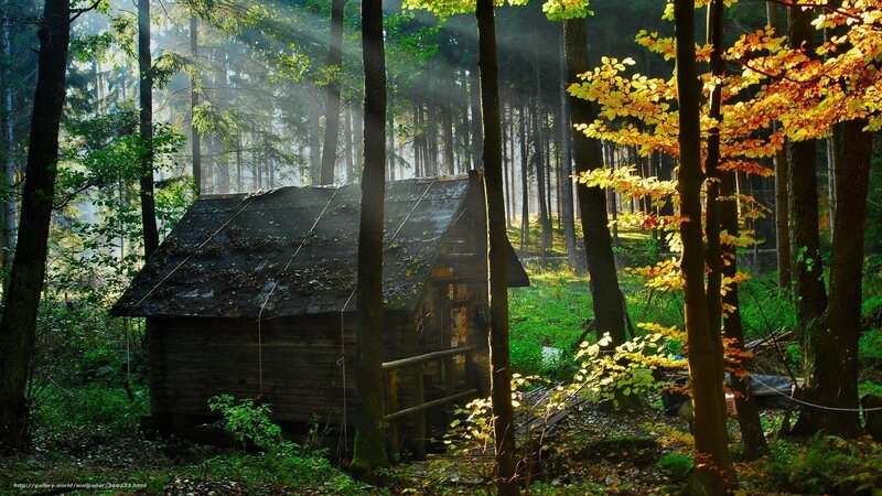 Forest cabin in autumn light