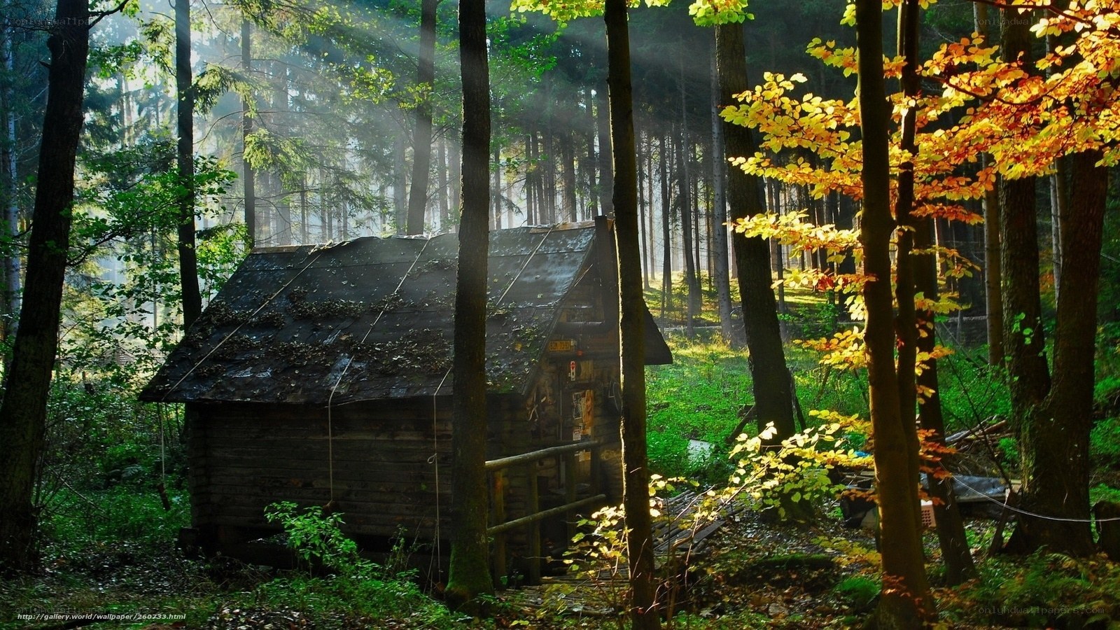 Forest cabin in autumn light