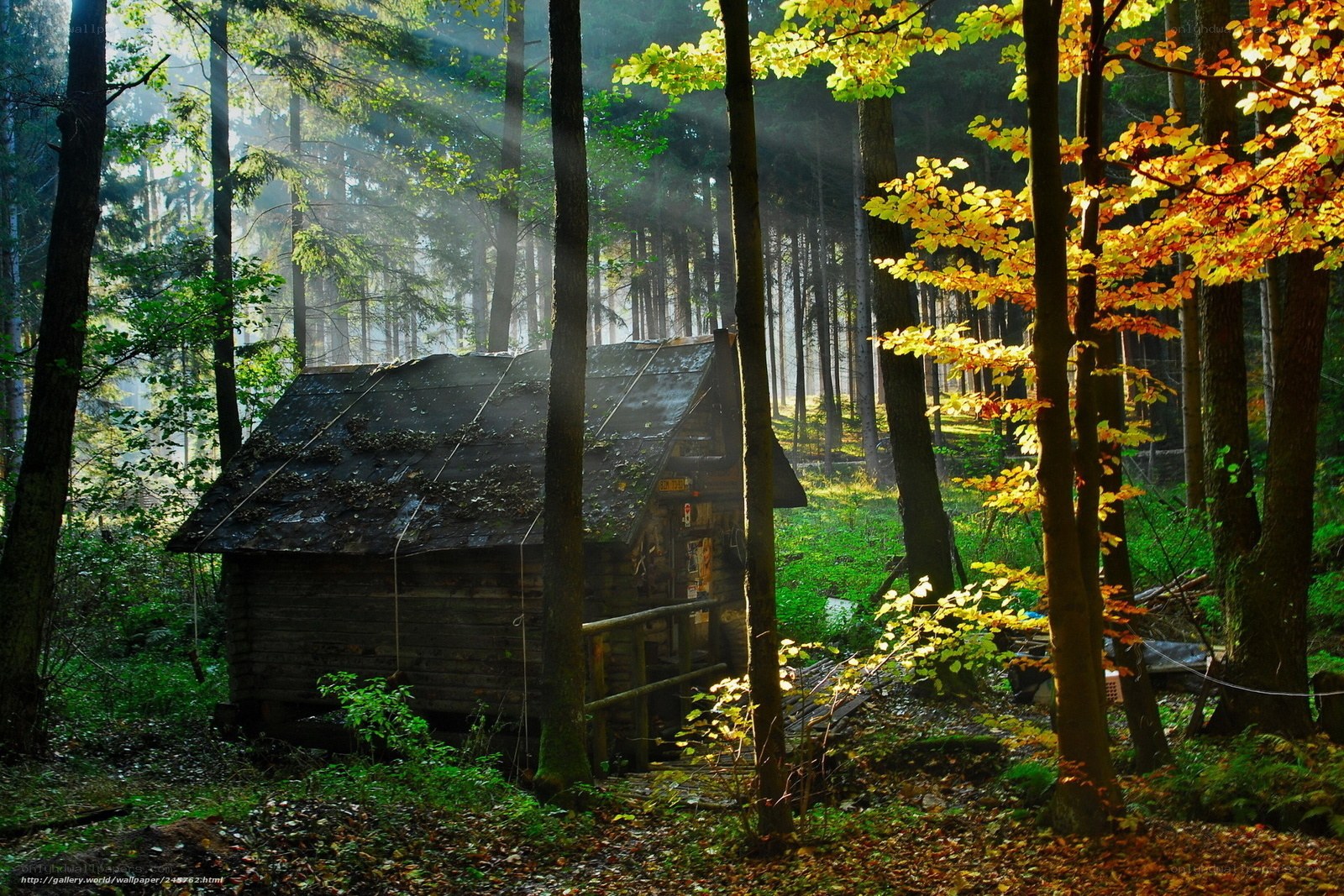 Forest cabin in autumn light
