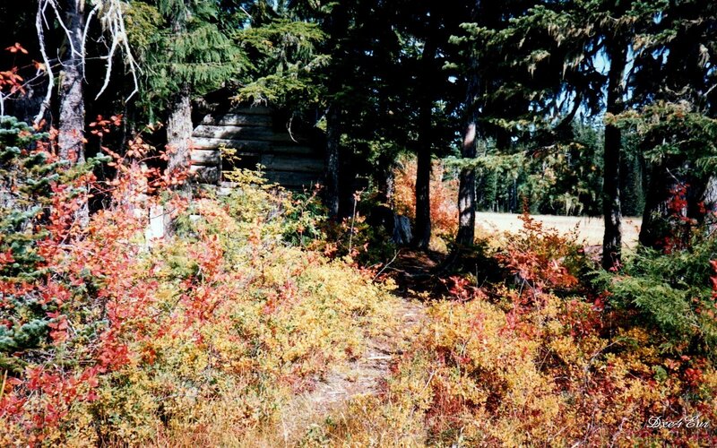 Forest cabin in autumn