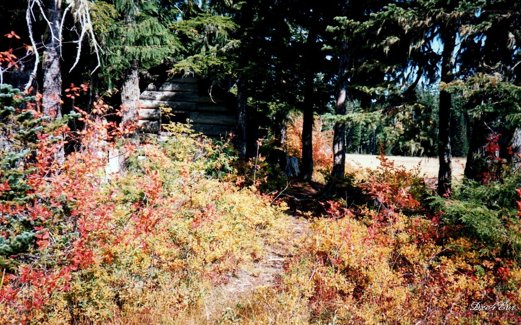 Forest cabin in autumn