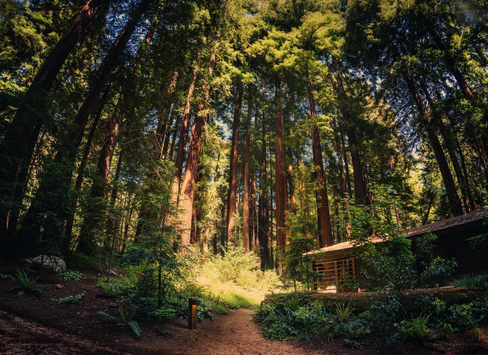 Forest cabin path
