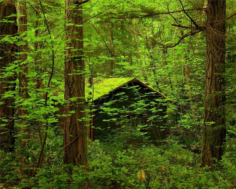 Forest cabin with mossy roof
