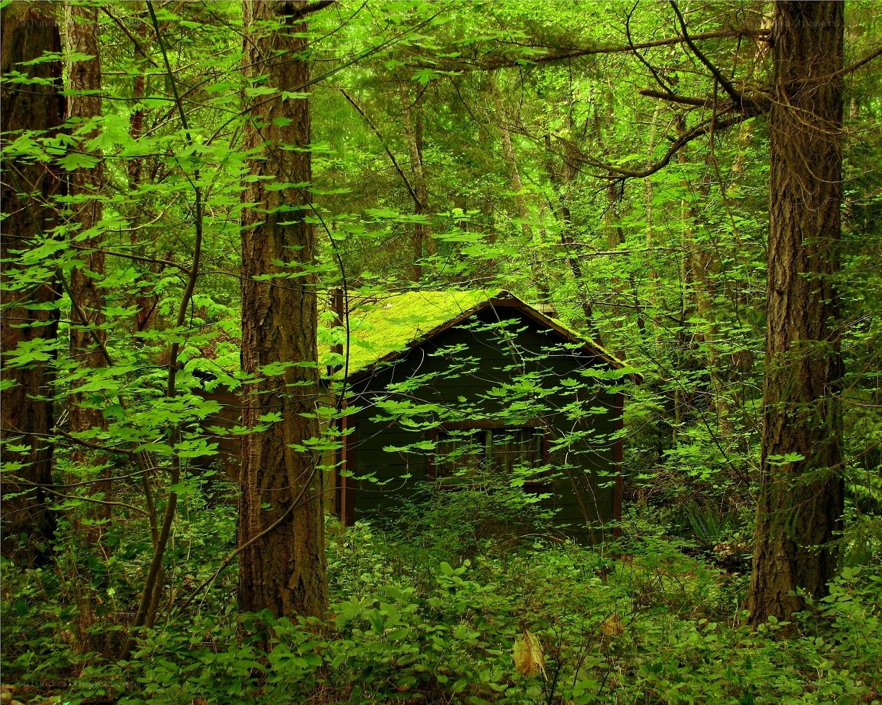 Forest cabin with mossy roof