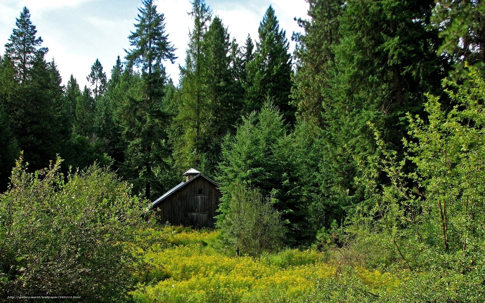 Forest cabin with wildflowers