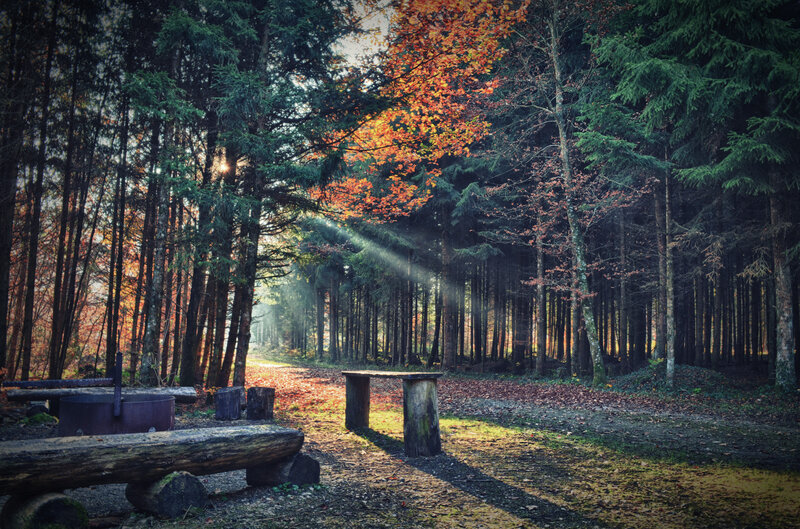 Forest Campsite at Sunrise