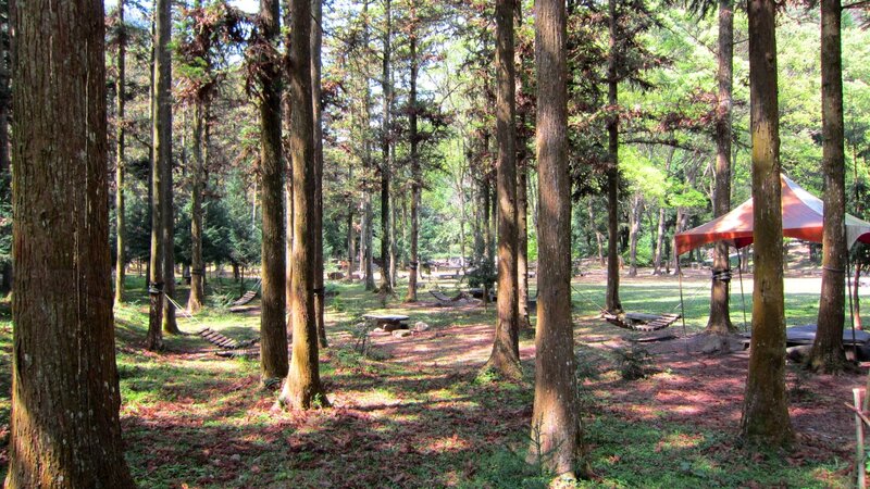 Forest Campsite with Hammocks
