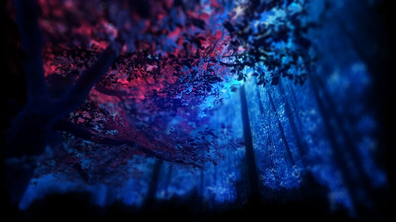 Forest Canopy at Night