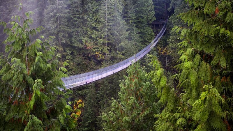 Forest canopy bridge