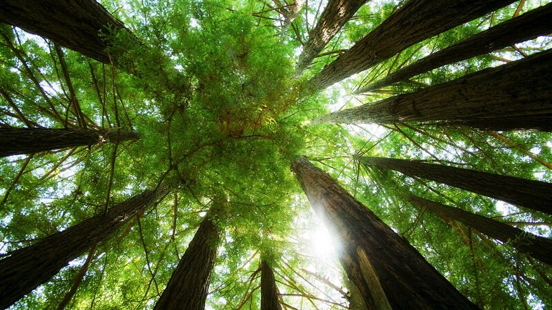 Forest canopy from below