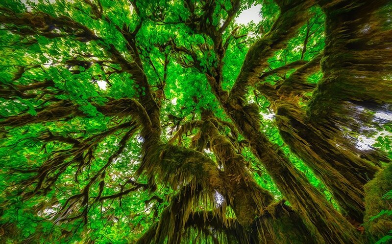 Forest canopy from below