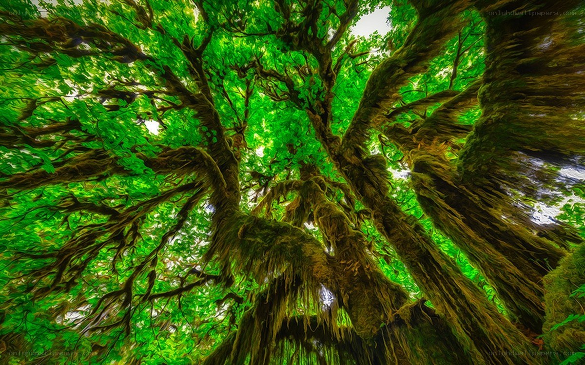 Forest canopy from below