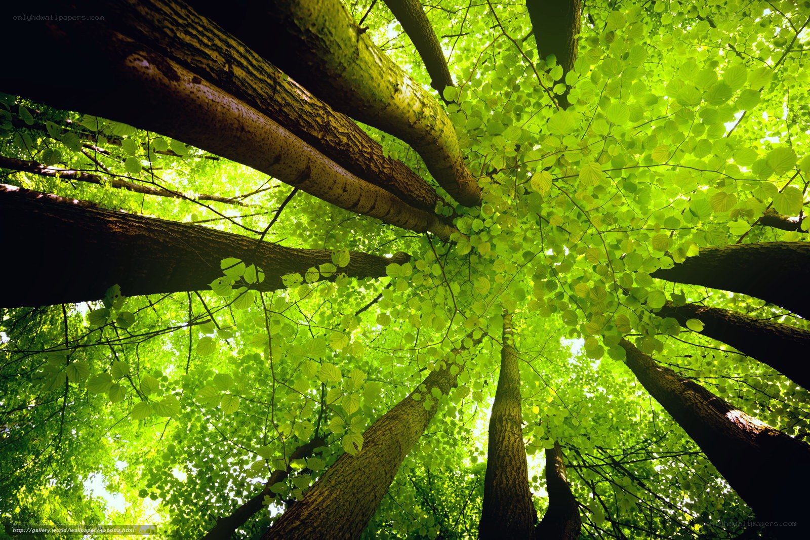 Forest canopy from below