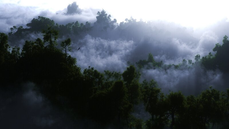 Forest Canopy in Mist
