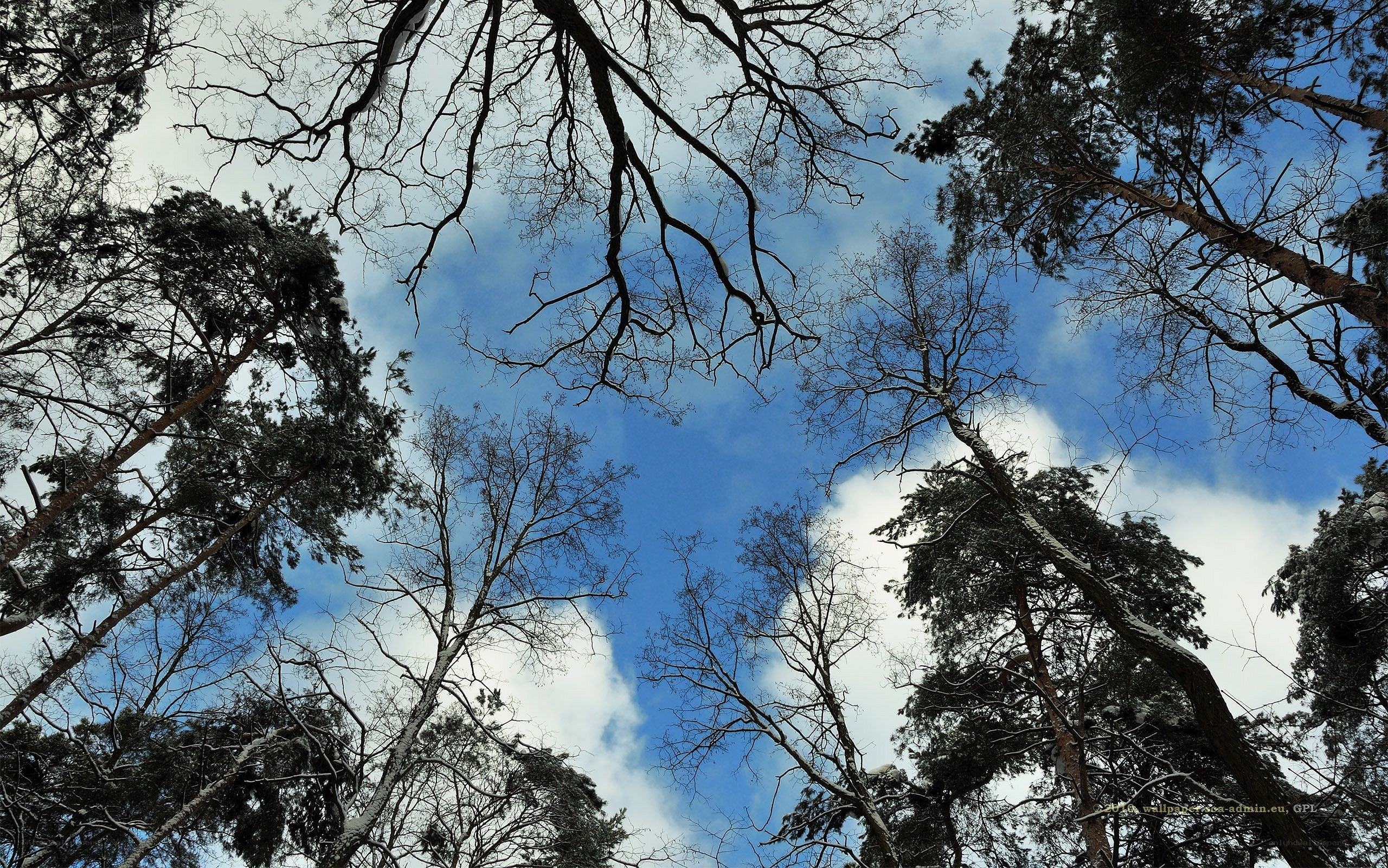 Forest canopy in winter