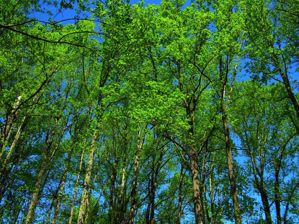 Forest canopy on a sunny day