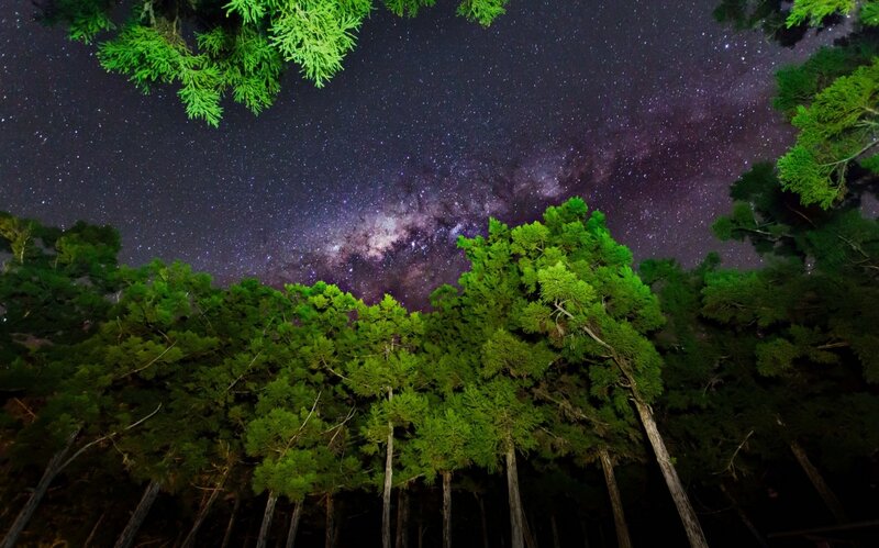 Forest Canopy under Stars
