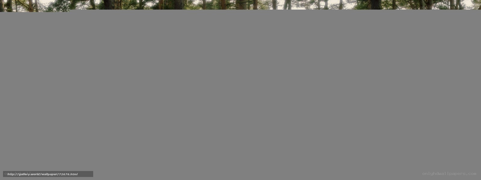 forest canopy view