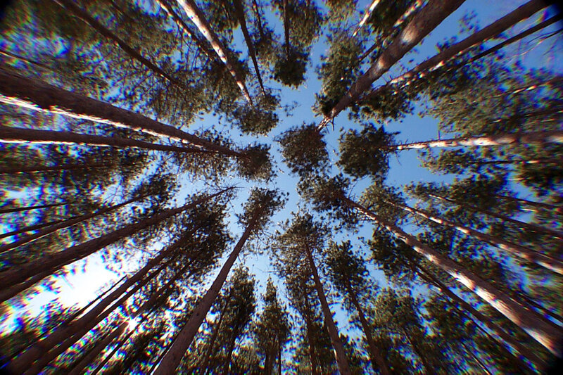 forest canopy view