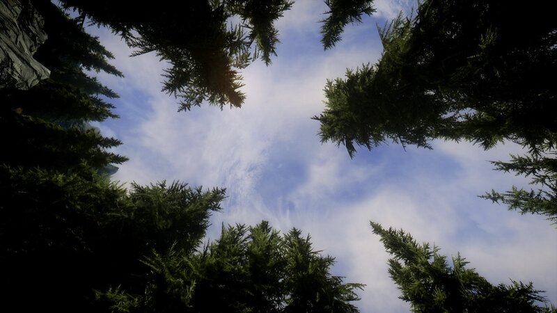 forest canopy view