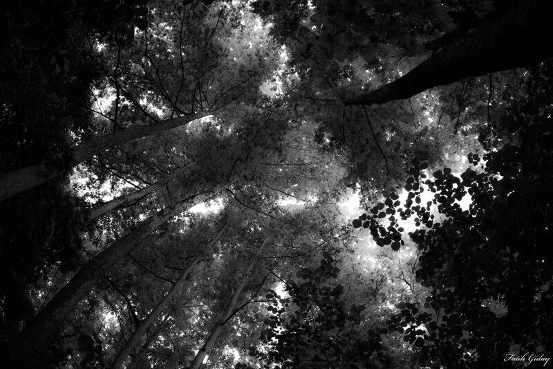 Forest Canopy View — Black