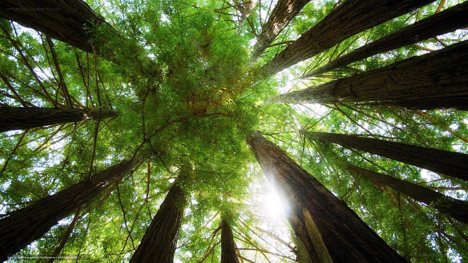 Forest canopy view from below