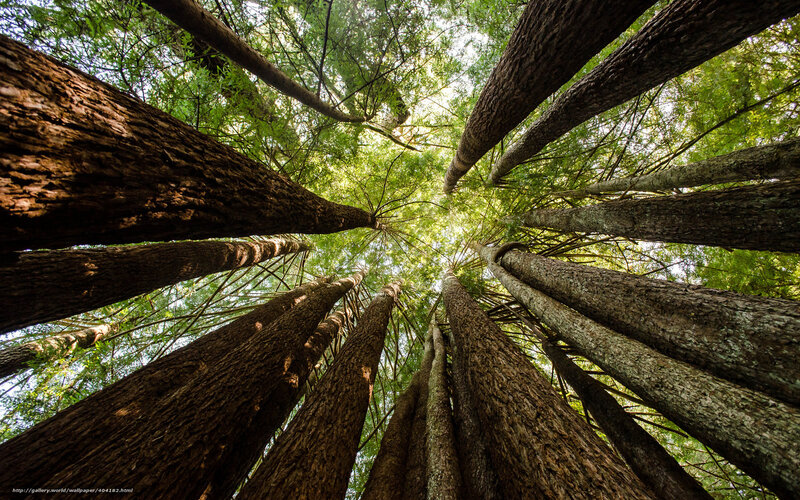 Forest canopy view from below