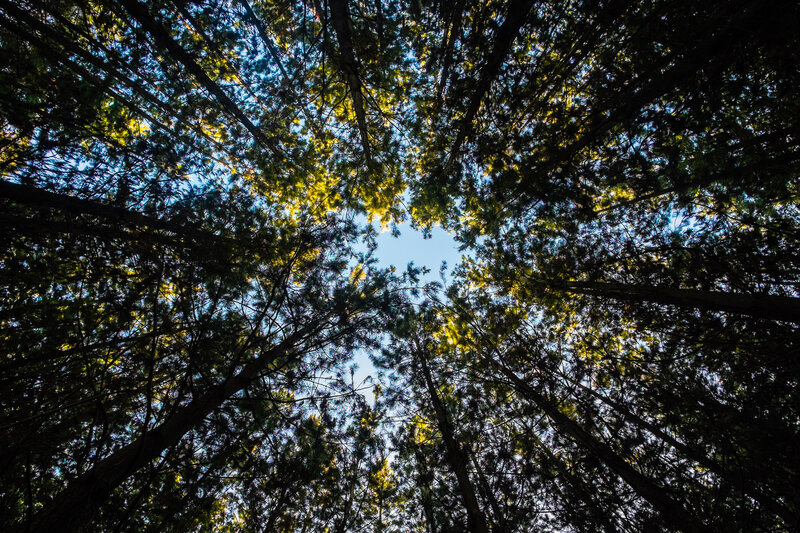 Forest canopy view from below