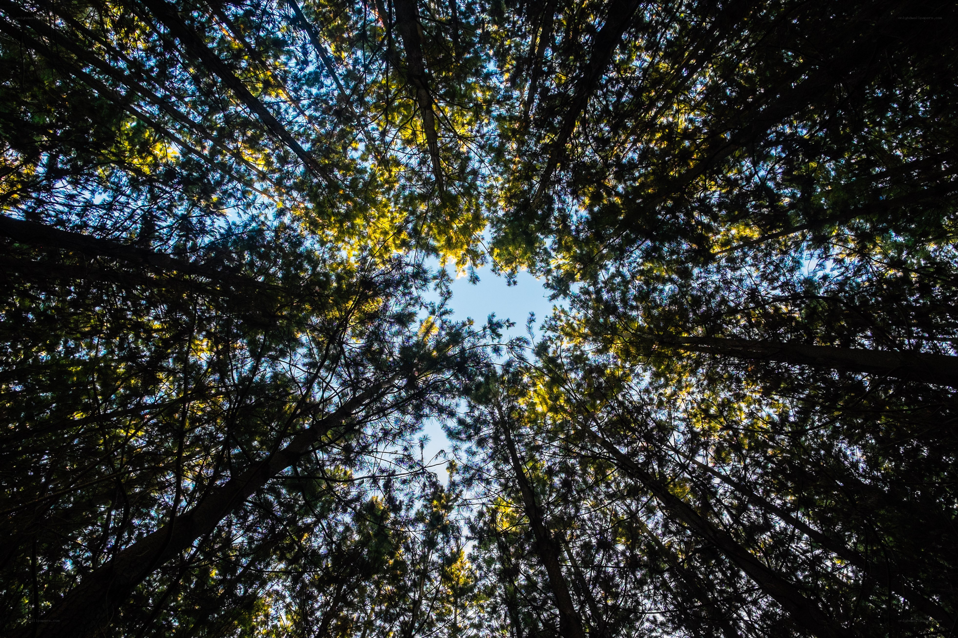 Forest canopy view from below