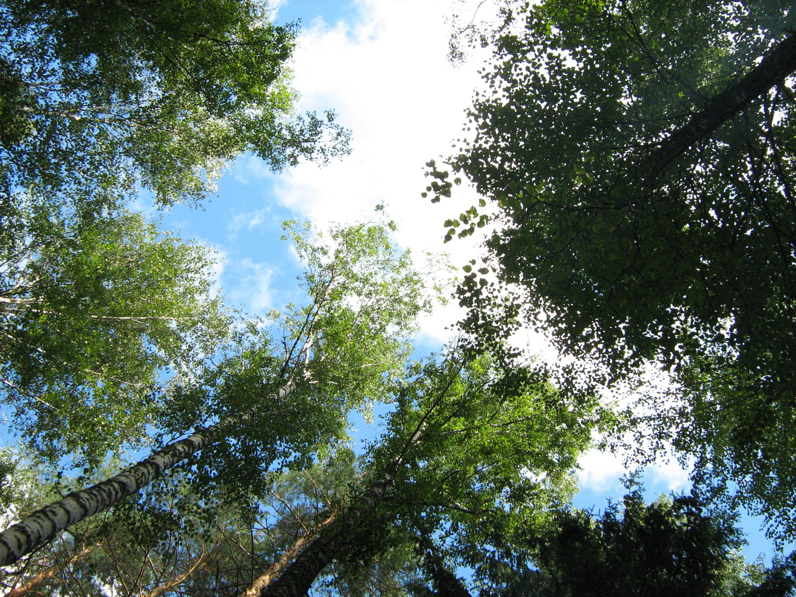 Forest canopy view from below