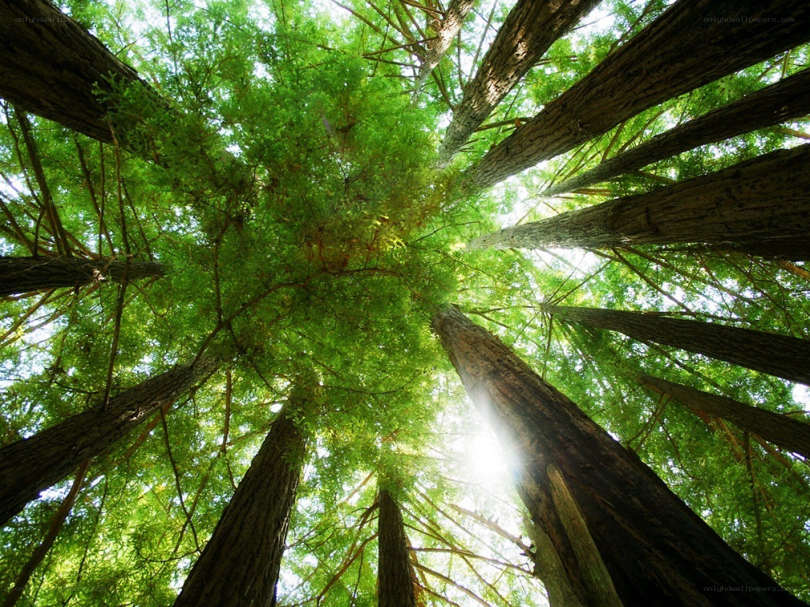 Forest canopy view from below