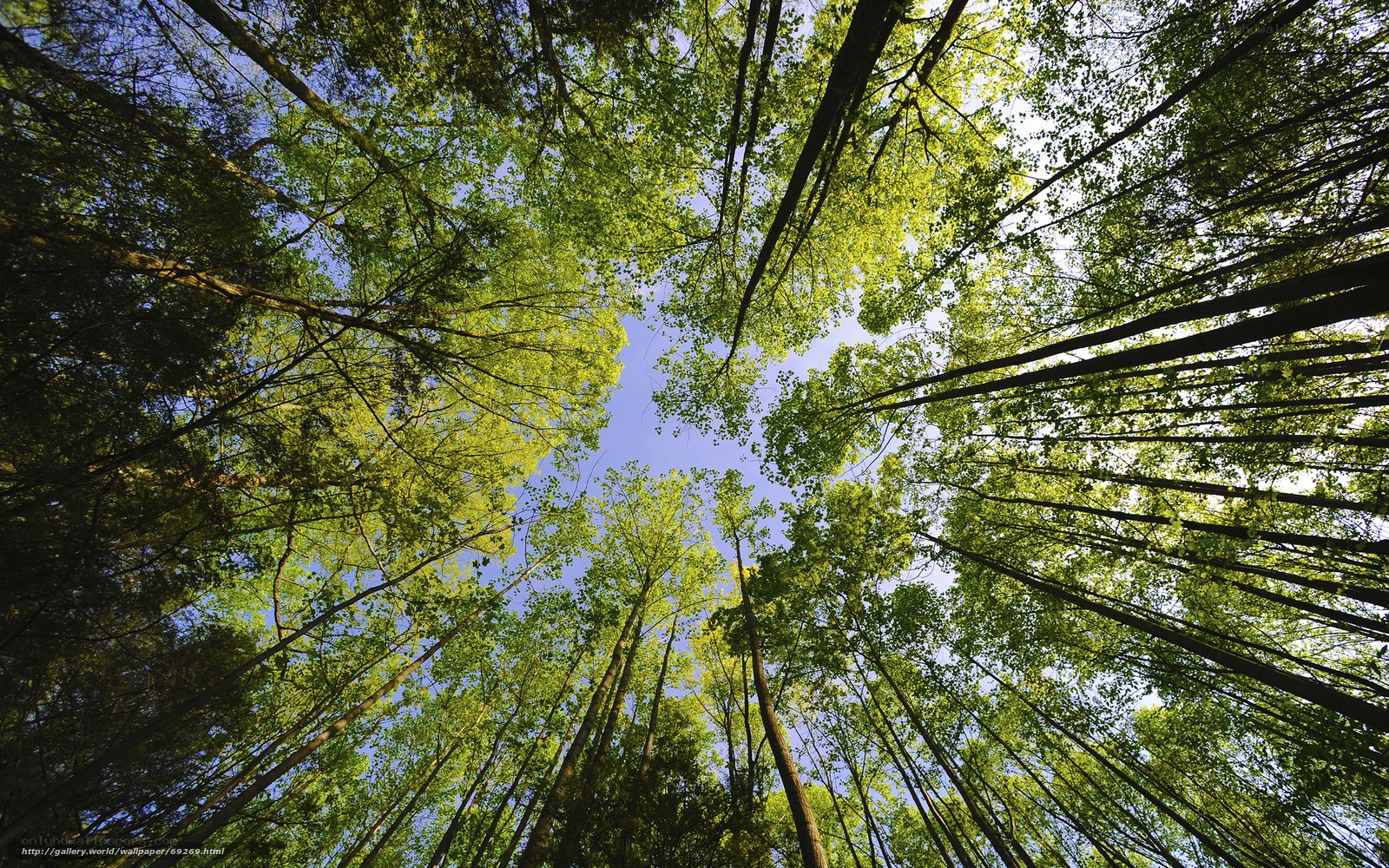Forest canopy view from below