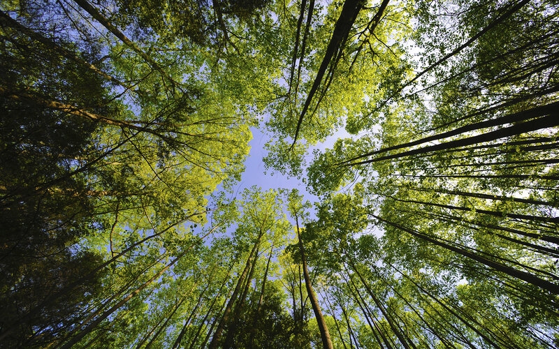 Forest canopy view from below