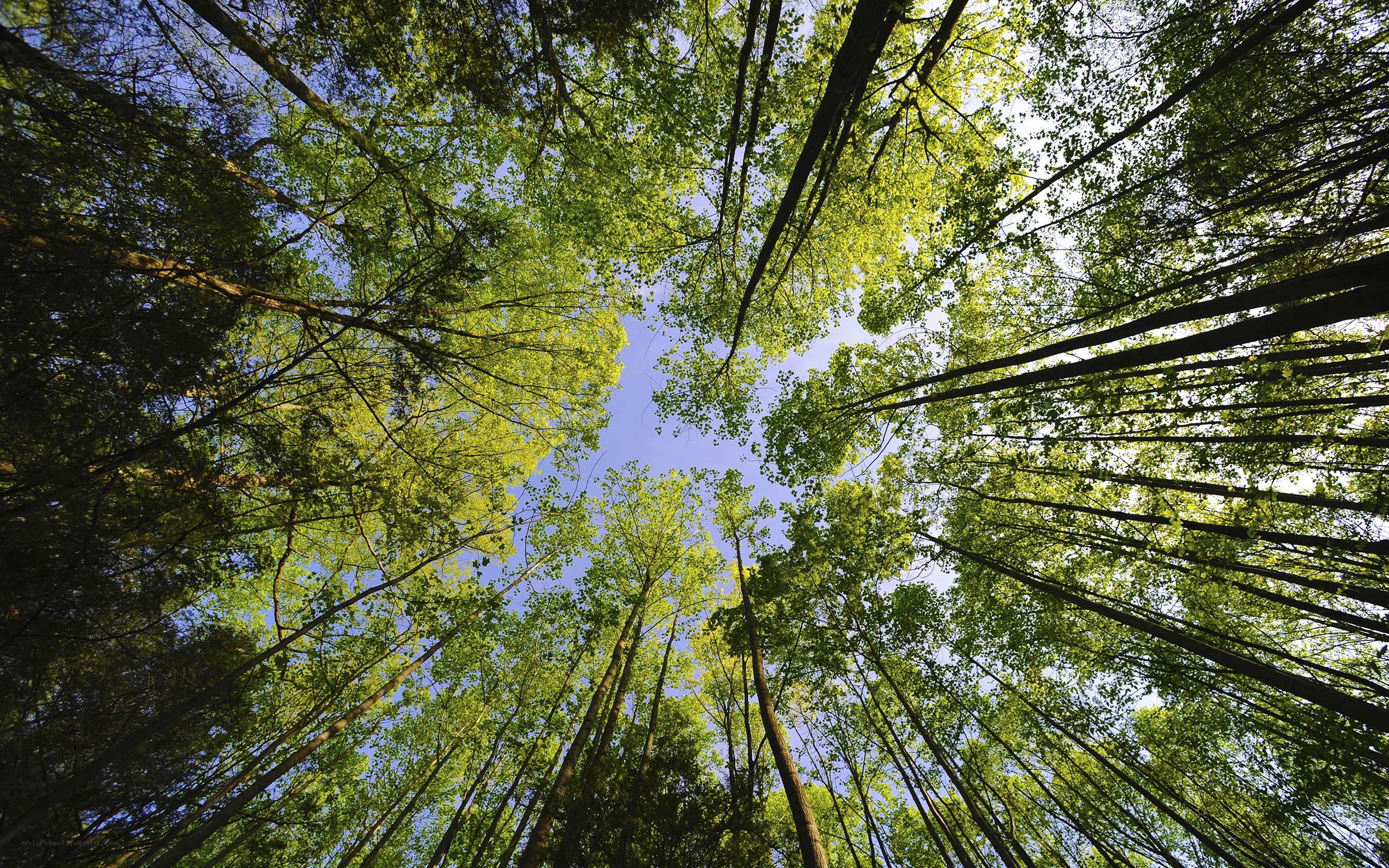 Forest canopy view from below