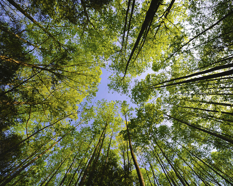 Forest canopy view from below