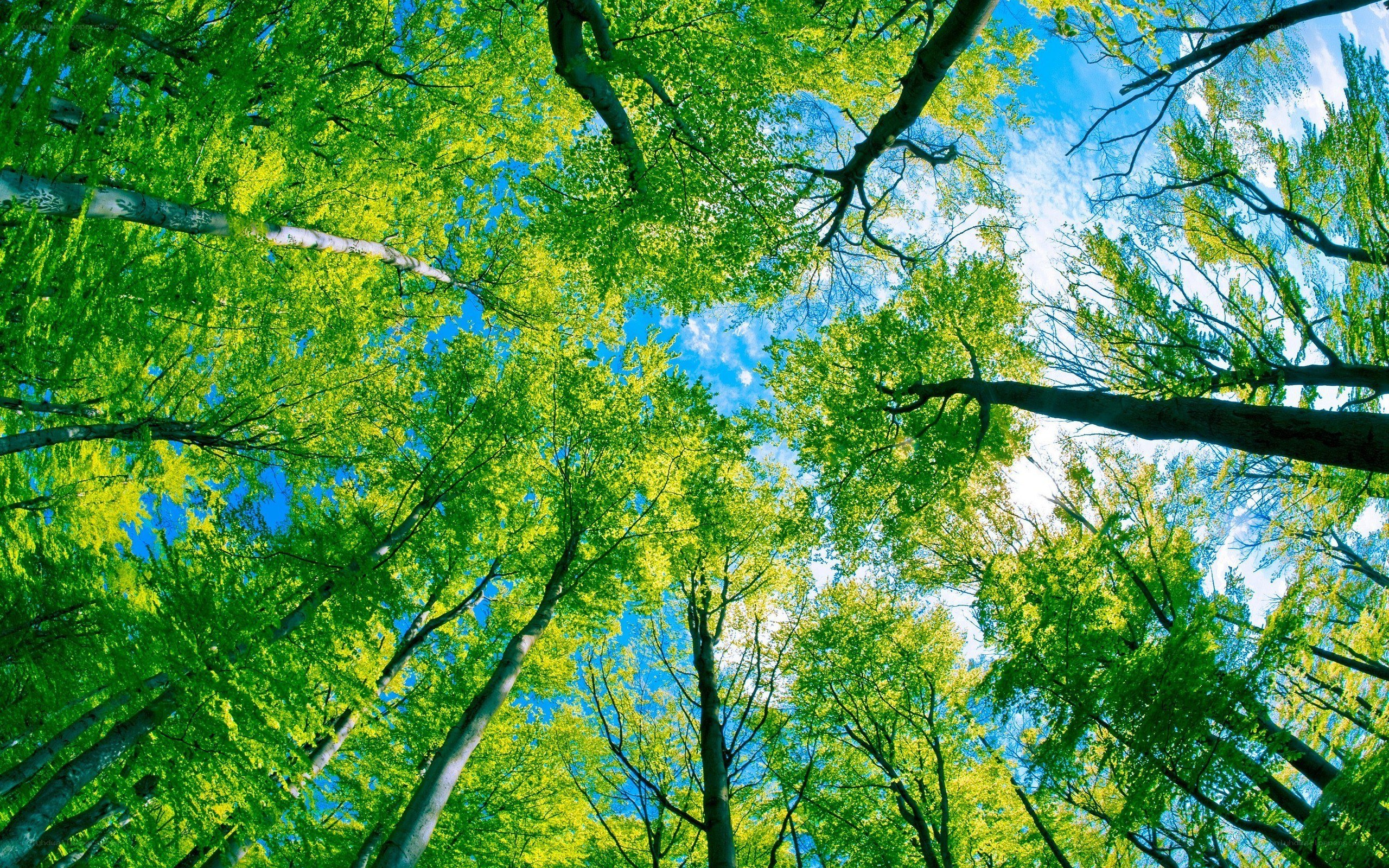 Forest canopy view from below