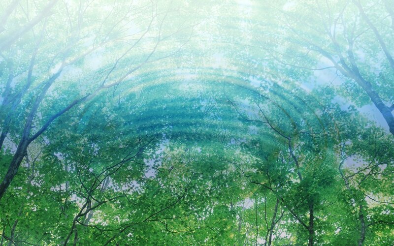 Forest canopy view from below