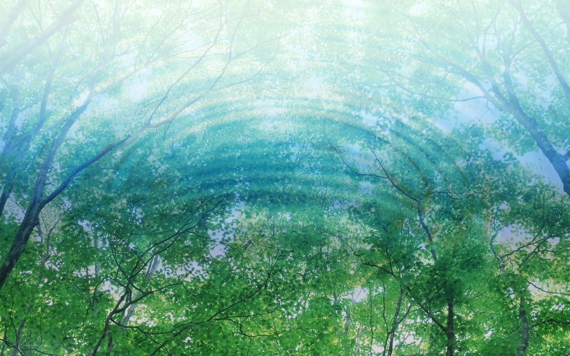 Forest canopy view from below