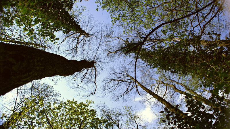 Forest canopy view from below
